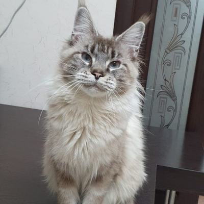 Алиса