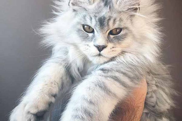 Как выбрать котёнка мейн-кун