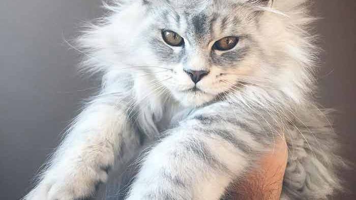 Как выбрать котёнка мейн-кун