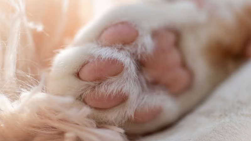 Стрижка когтей