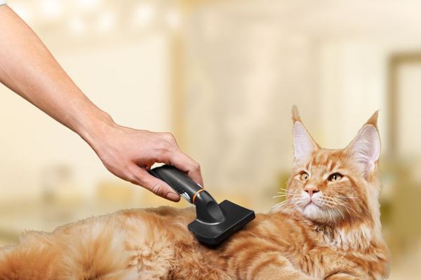 Уход за шерстью